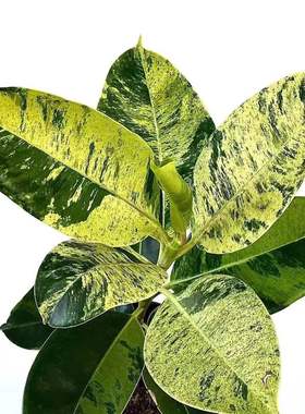 雀斑小姐橡皮树  Ficus Elastica Shivereana 锦化室内绿植