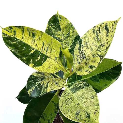 锦化室内绿植盆栽雀斑小姐橡皮树