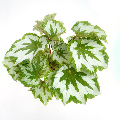 植物鸟秋海棠 直播间精选一物一拍