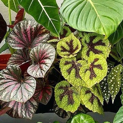 贝拉外锦球兰 Hoya bella 网红室内绿植盆栽