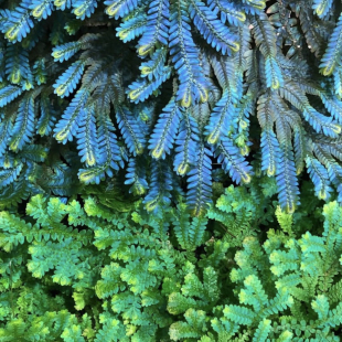 翠云草 / 变色龙卷柏 Selaginella uncinata 室内观叶盆栽花卉