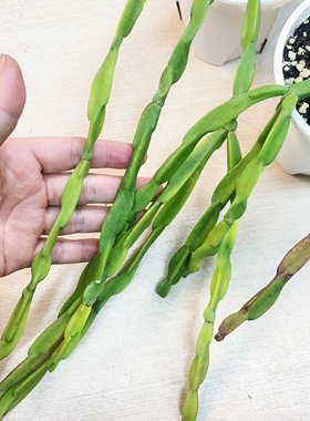 链条丝苇 / 泪珠/玉柳 Rhipsalis paradoxa 垂吊盆栽观叶