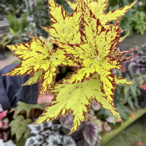 黄金几何 秋海棠  Begonia  室内绿植盆栽
