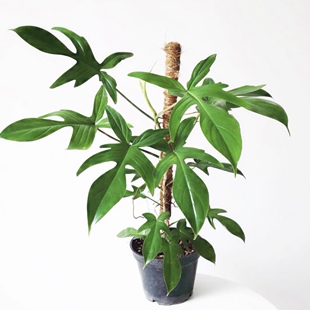 佛罗里达飞机叶蔓绿绒 Philodendron Florida 网红室内户外绿植