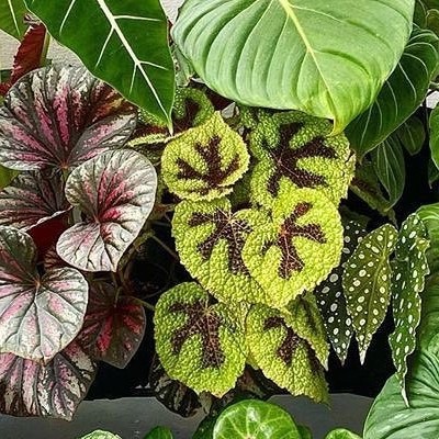 波浪彩叶芋  直播间精选一物一拍