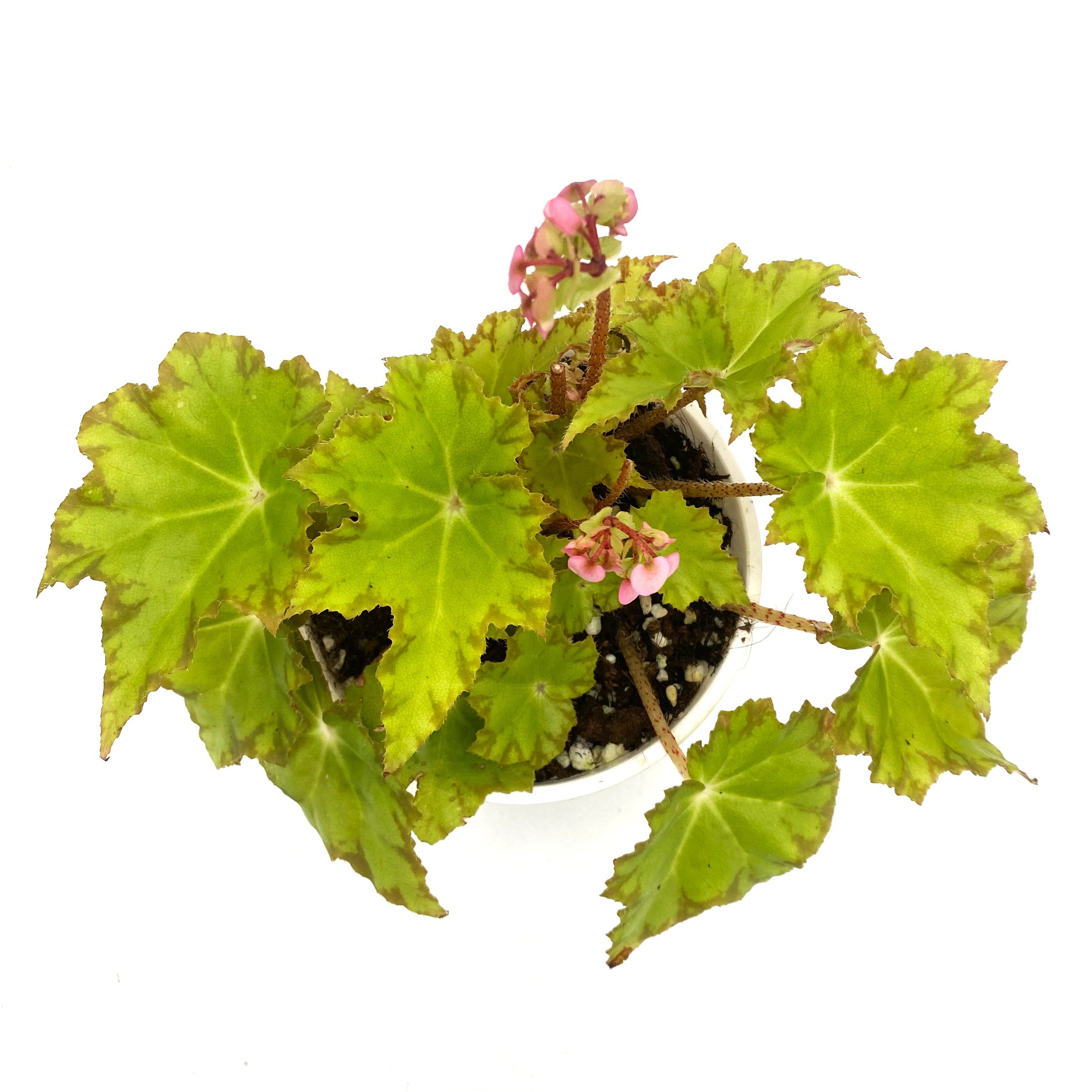 蜂糖李秋海棠    直播间精选 一物一拍,鲜花速递/花卉仿真/绿植园艺,秋海棠,淘宝优惠券,粉丝福利购,淘宝优惠卷