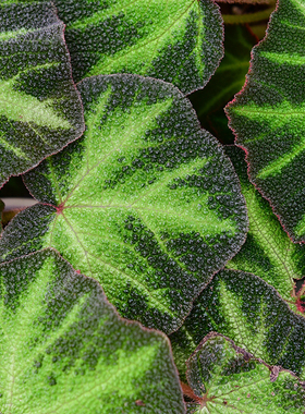 巴西变色秋海棠    Begonia  Soli Mutata 网红室内观叶绿植