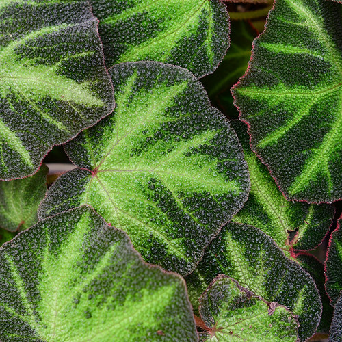 巴西变色秋海棠    Begonia  Soli Mutata 网红室内观叶绿植