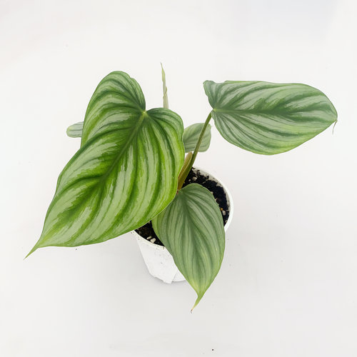 西瓜皮碧浪蔓绿绒 Philodendron plowmanii   网红室内绿植盆栽