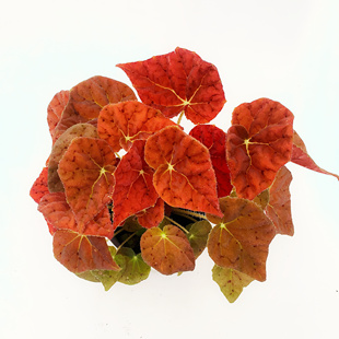 秋之华秋海棠 一物一拍 直播间精选