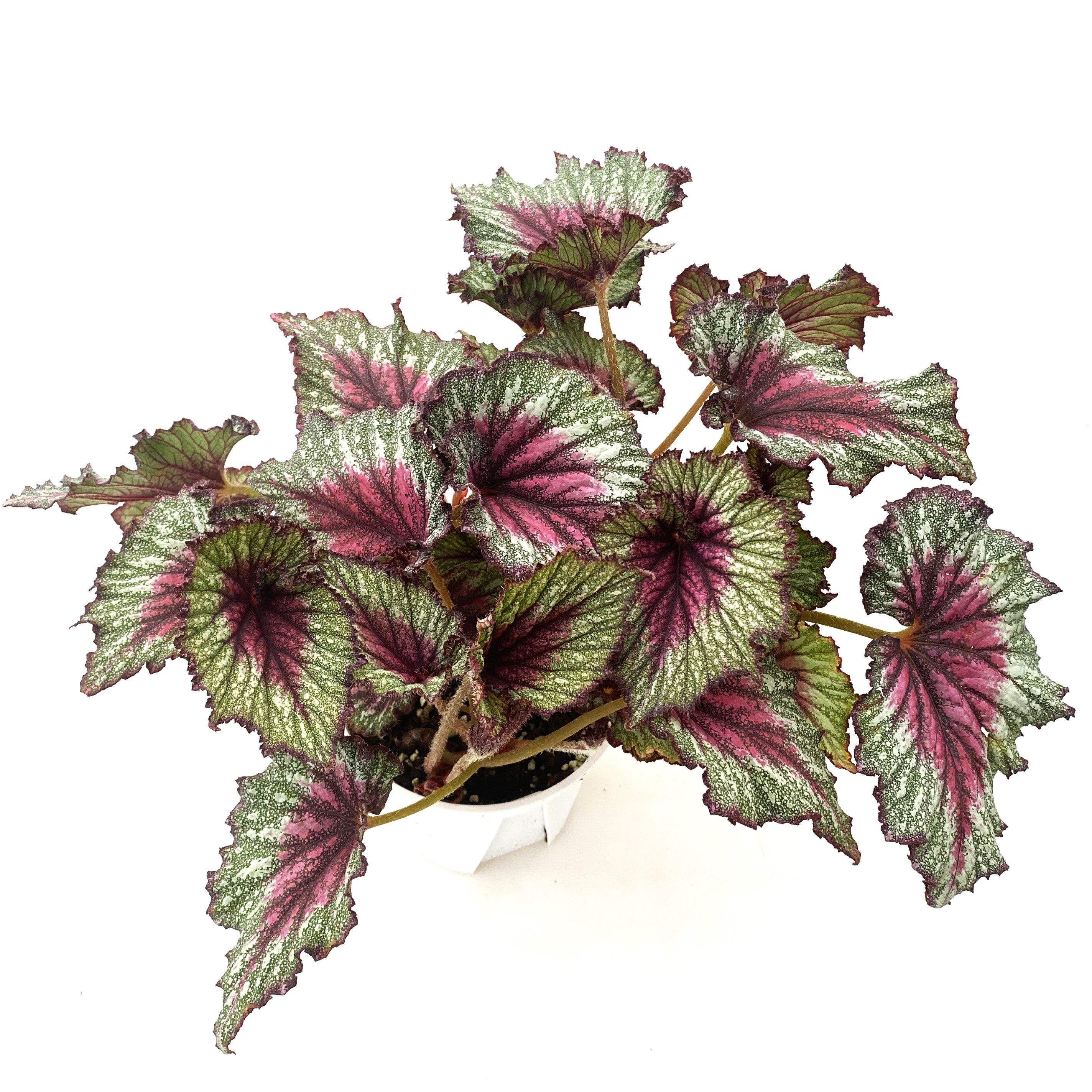 星云秋海棠  网红室内绿植盆栽,鲜花速递/花卉仿真/绿植园艺,绿植,淘宝优惠券,粉丝福利购,淘宝优惠卷