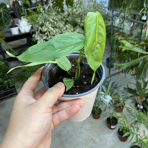 莎伦蔓绿绒    若慕室内绿植盆栽