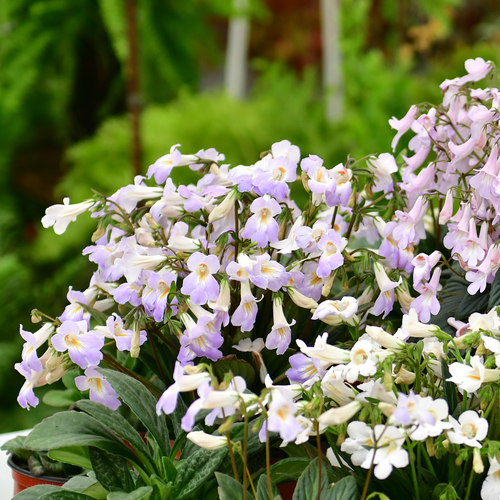 皮草苦苣苔 室内耐阴花卉 爆花机器 冬春开花 绿植花盆盆栽