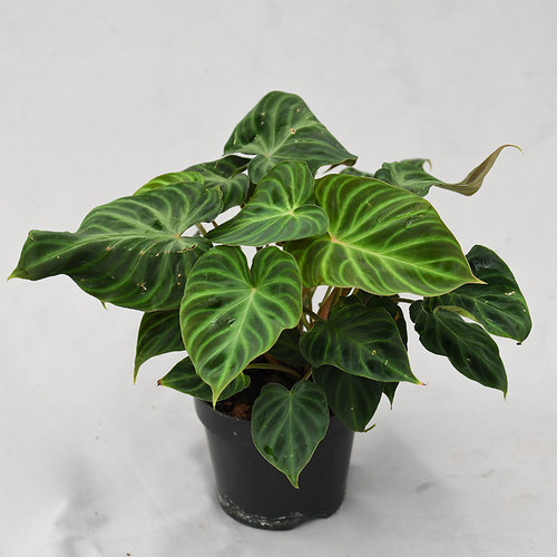 荷兰荧光蔓绿绒  (迷雾)  室内绿植盆栽热植 - 封面