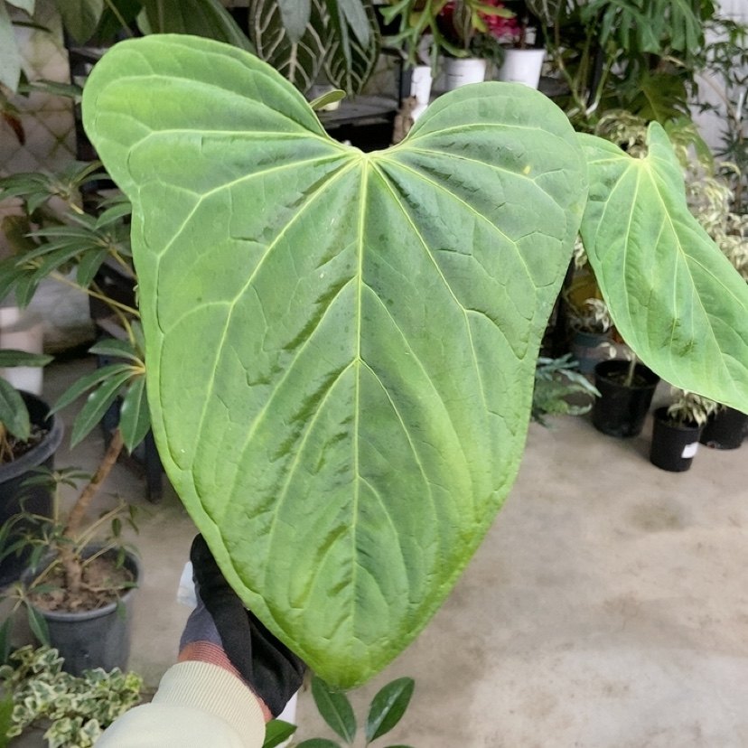 杂交花烛 B073 精选室内绿植盆栽 热植,鲜花速递/花卉仿真/绿植园艺,花烛,淘宝优惠券,粉丝福利购,淘宝优惠卷