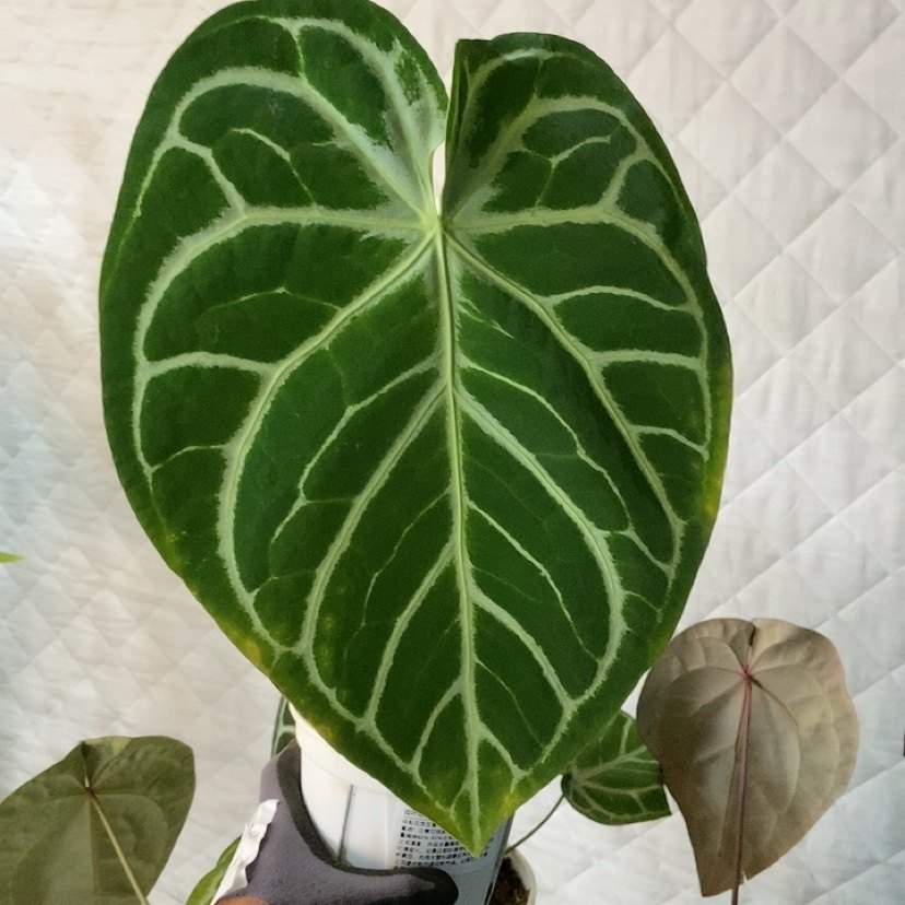 杂交花烛 B081 自繁 精选室内绿植盆栽 热植,鲜花速递/花卉仿真/绿植园艺,花烛,淘宝优惠券,粉丝福利购,淘宝优惠卷