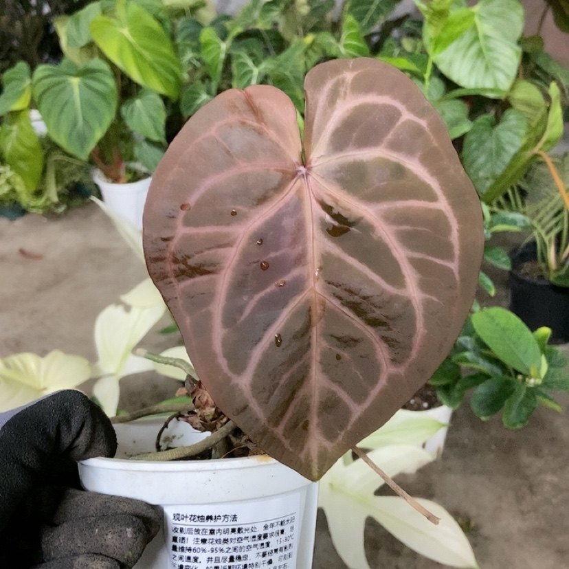 杂交花烛 B063 精选室内绿植盆栽 热植,鲜花速递/花卉仿真/绿植园艺,花烛,淘宝优惠券,粉丝福利购,淘宝优惠卷