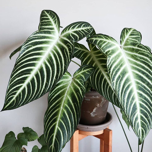 乳脉千年芋 Caladium (Xanthosoma)  lindenii 网红室内绿植盆栽