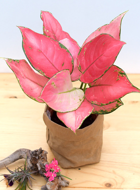 吉利红 / 红天使 粗肋草 万年青盆栽 红色叶片 室内观叶绿植盆