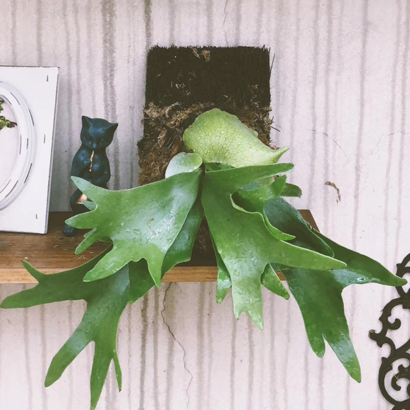 绿植花卉鹿角蕨室内盆栽