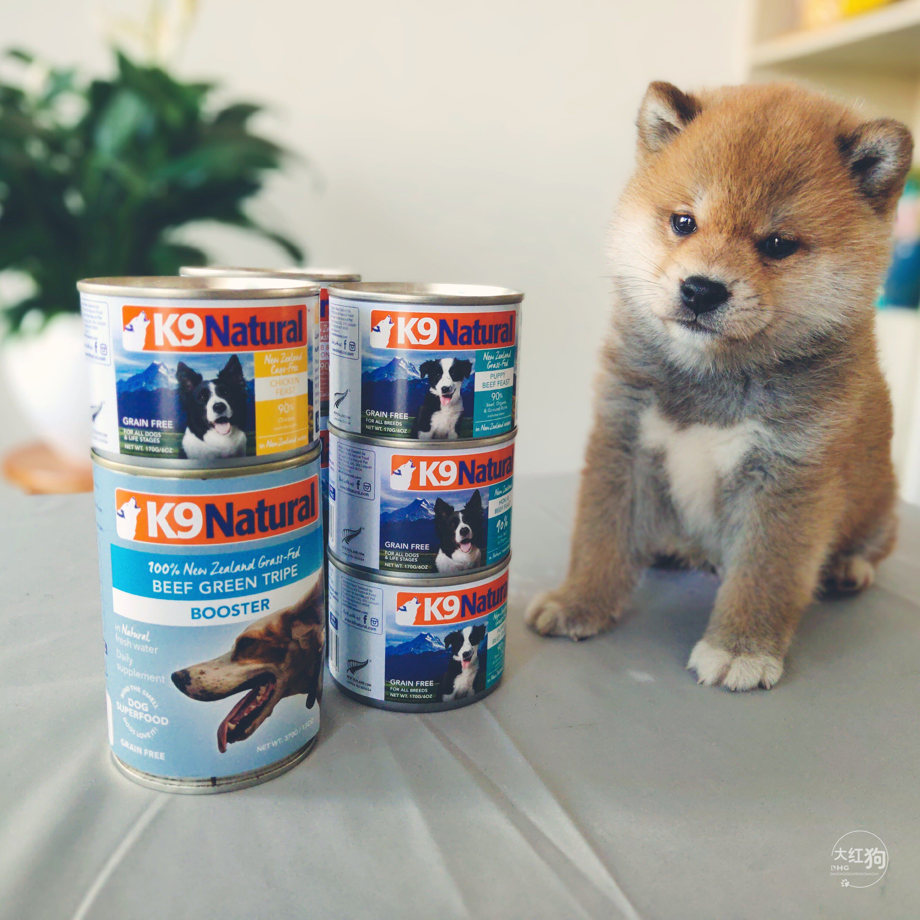 它不爱我 K9柴犬营养天然肉罐头狗湿粮狗粮伴侣羊肚羊肉170g/370g