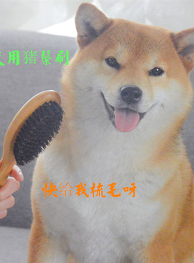 Goldpets日本柴犬用品猪鬃刷短毛犬用除毛梳子狗狗清洁美容亮毛刷