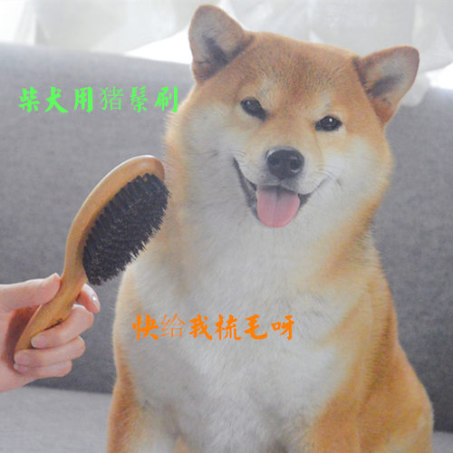 Goldpets日本柴犬用品猪鬃刷短毛