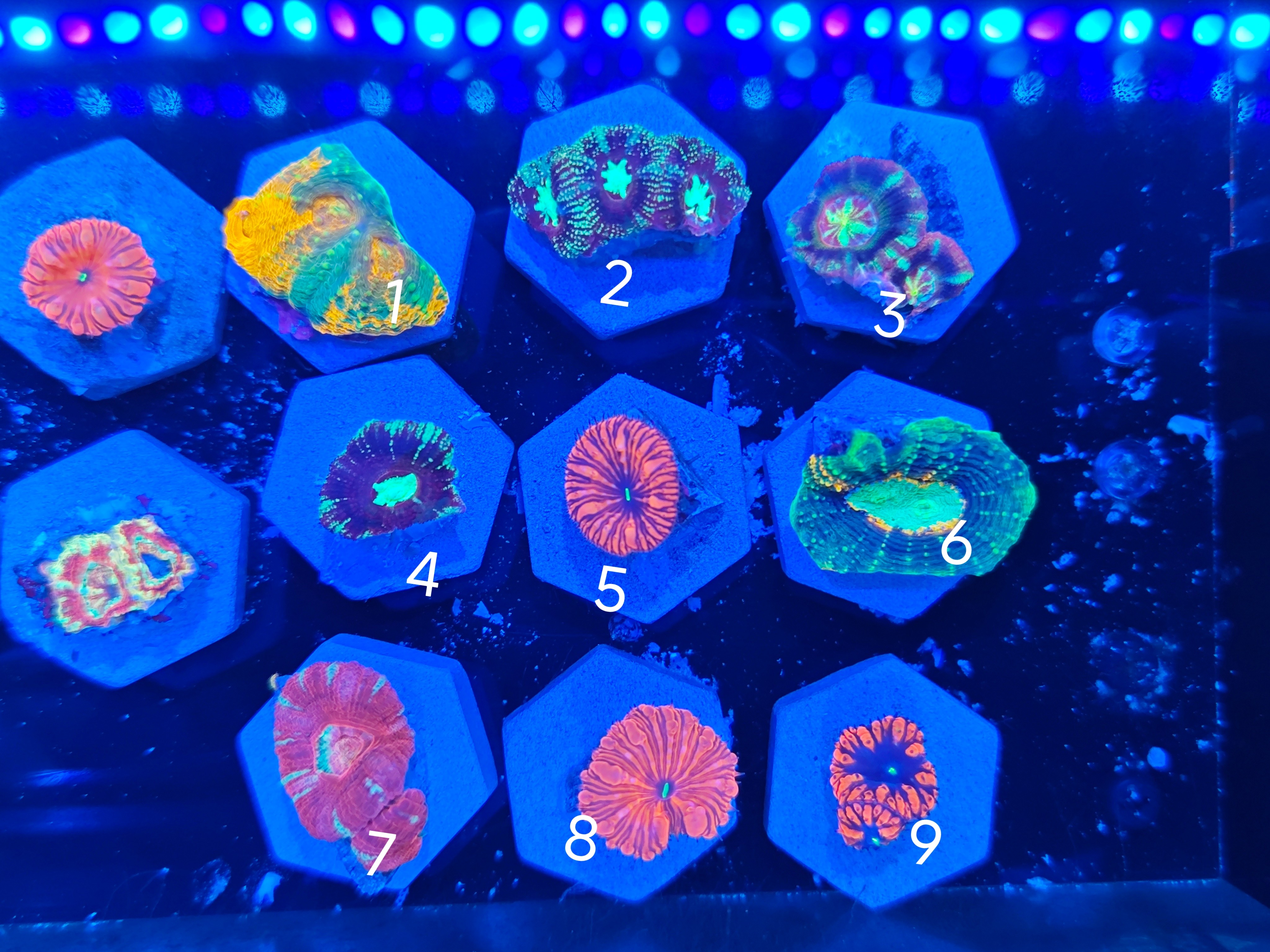糖果脑 纽扣脑 橘石脑 貌珊瑚 珊瑚活体 基座2.5cm