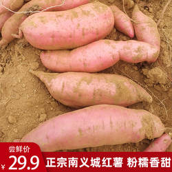 晋城南义城红薯5斤产地直销农家自种红皮黄心烤地瓜番薯山西特产
