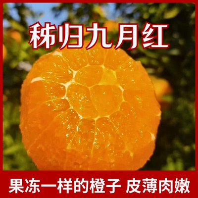 秭归脐橙现摘手剥多汁