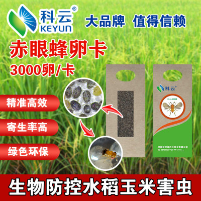 赤眼蜂卵卡天敌昆虫寄生蜂