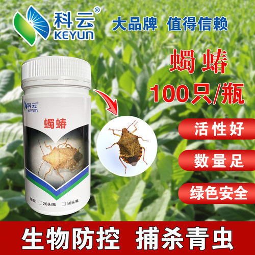 科云蠋蝽天敌昆虫生物防治菜青虫