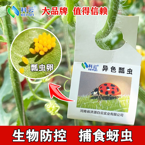 异色瓢虫卵卡活体瓢虫防治蚜虫昆虫天敌有机园林园艺昆虫生物防治