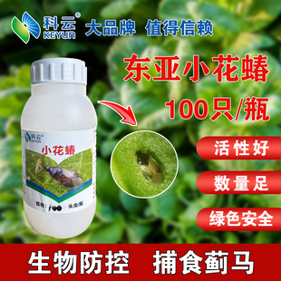 科云东亚小花蝽捕食性天敌活体昆虫防治蓟马棉红铃虫叶螨蚜虫蔬菜