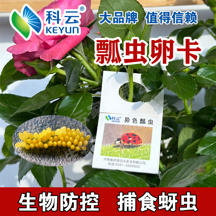 科云异色瓢虫防治蚜虫