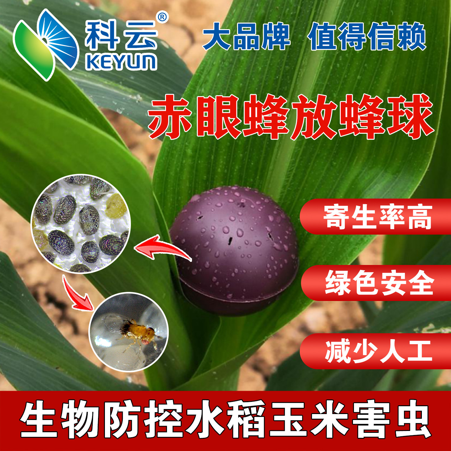 赤眼蜂抛卵球天敌寄生蜂防治水稻蔬菜玉米二化螟棉铃虫小菜蛾粘虫
