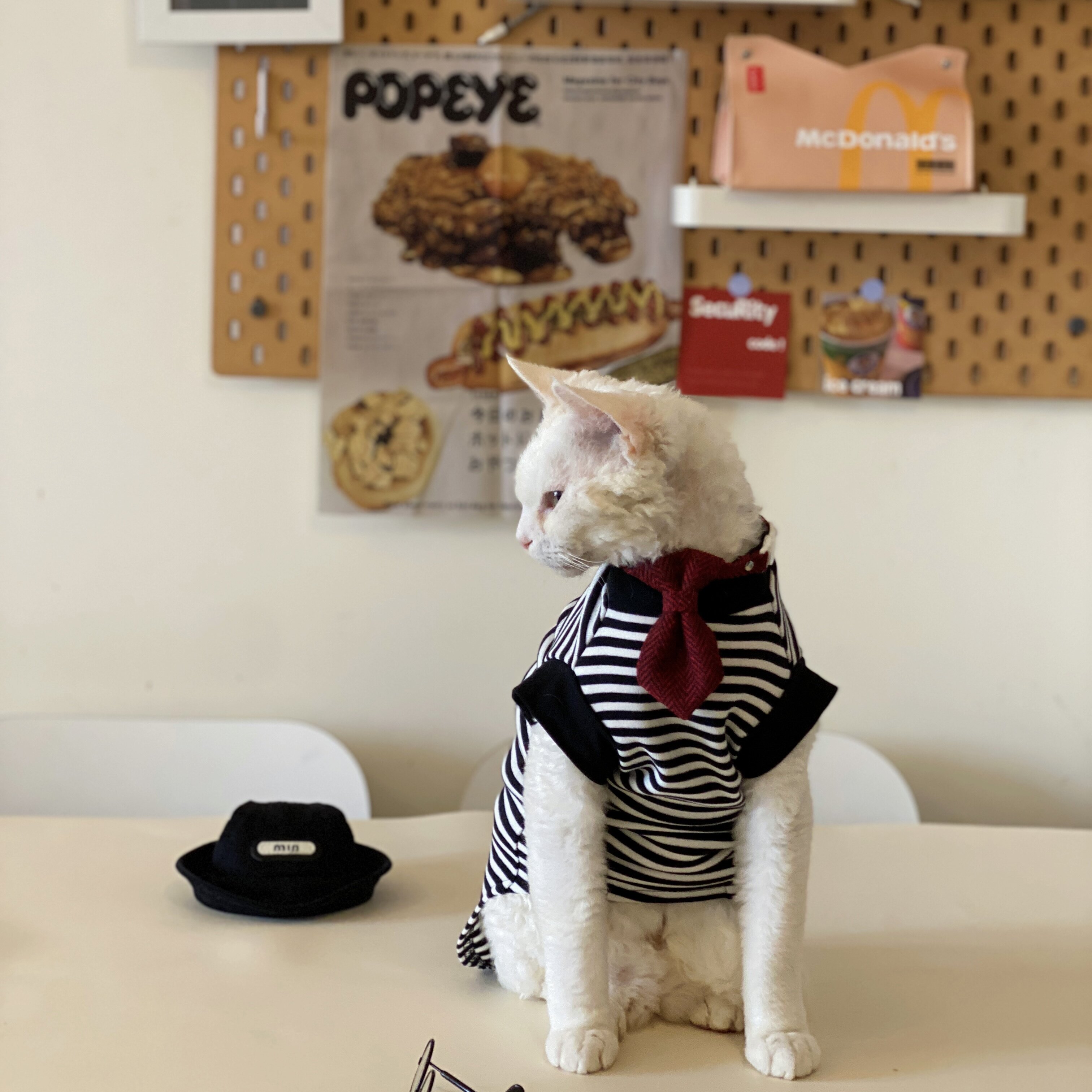 春秋阿比西尼亚猫无毛猫衣服德文猫纯棉条纹t恤复古打底衫小猫潮