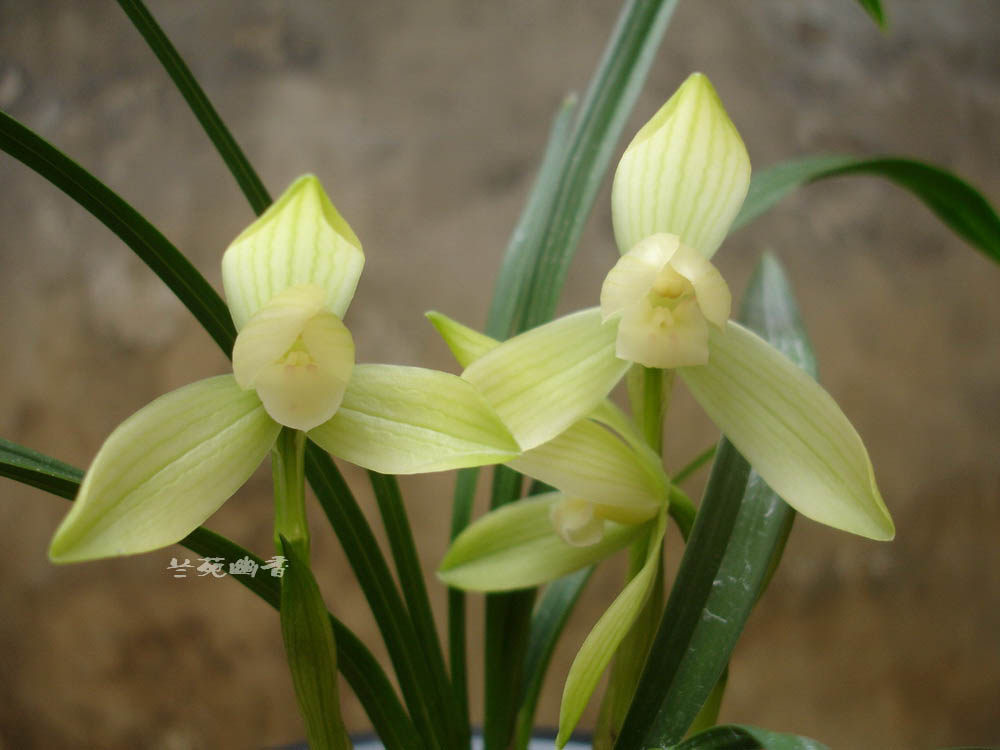 兰苑幽香盆栽植物花卉贵州兰花春兰-白花荷形素(带花)实物照