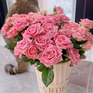 奥迪利亚多玫瑰-高等级/全场1单包邮送货上门/满2单升级顺丰包邮