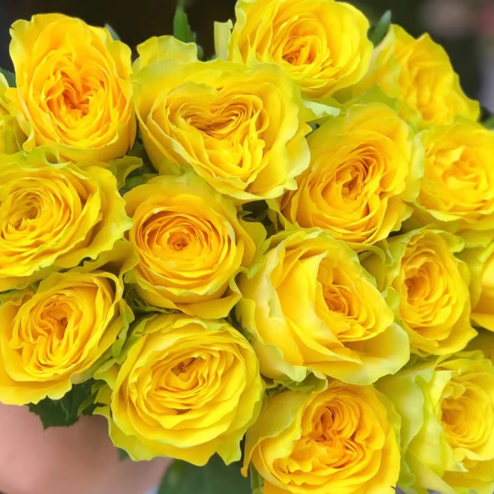 月光漫步玫瑰-高等级/全场1单包邮送货上门/满2单升级顺丰包邮