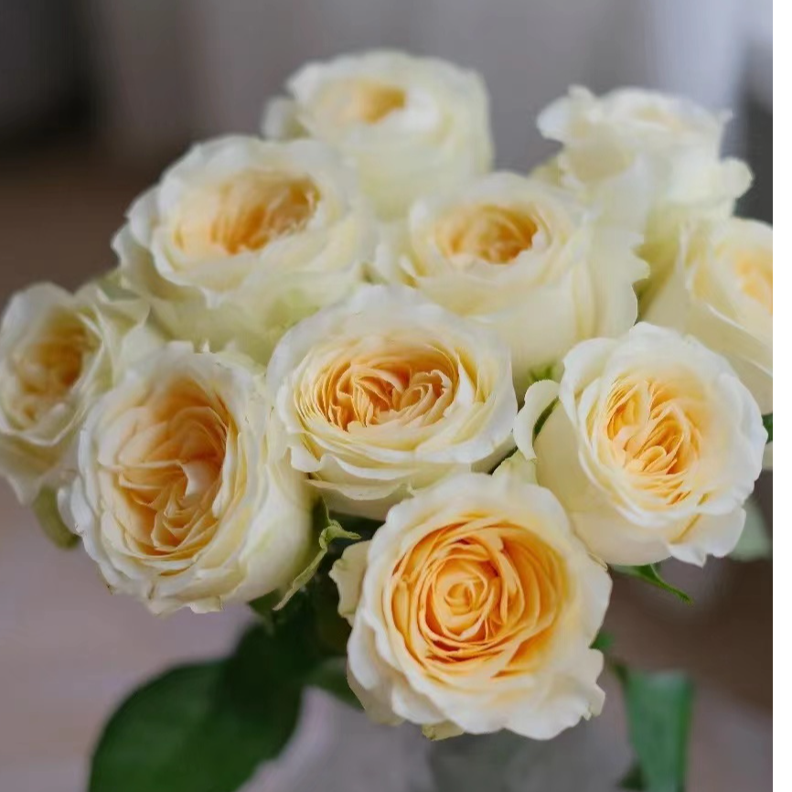 奶油杯玫瑰-高等级玫瑰/全场1单包邮送货上门/满2单升级顺丰包邮