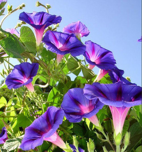 美国大牵牛花巨型爆花会变色拱门爬藤好养稍耐寒很耐热宿根蓝紫色