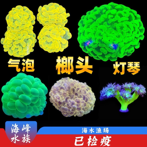 澳洲灯琴金榔头气泡珊瑚