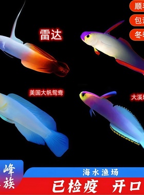 10年老店雷达紫雷达美国大帆鸳鸯虾虎火鸟海水鱼活体观赏鱼