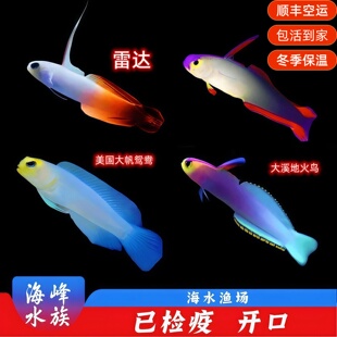 雷达紫雷达美国大帆鸳鸯虾虎大溪地火鸟海水鱼活体观赏鱼14年老店
