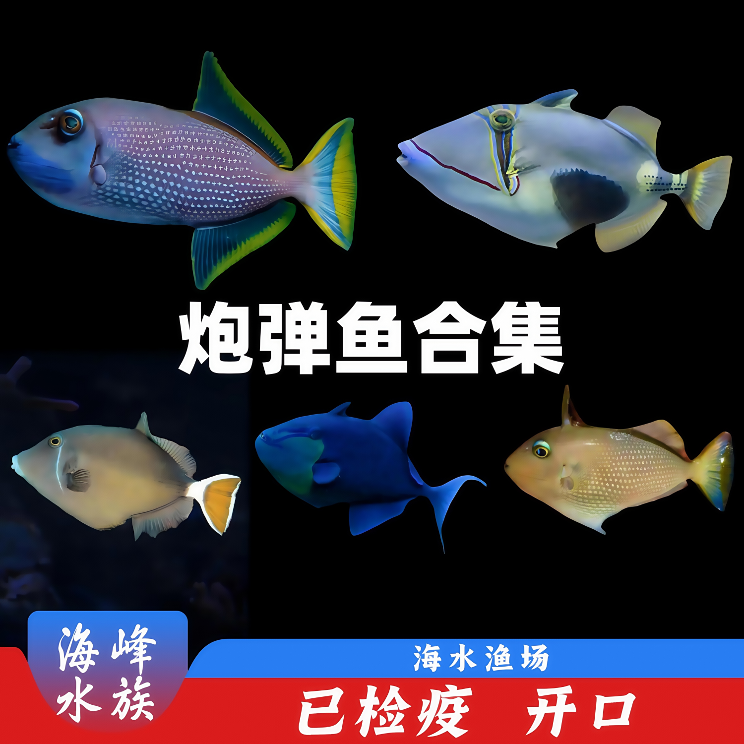 魔鬼炮弹活体珊瑚海峰小丑鱼