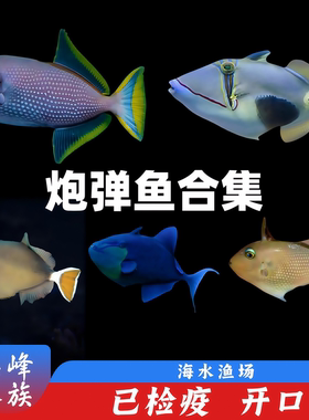 炮弹类合集 魔鬼炮弹 蓝面炮弹鸳鸯炮弹 海水鱼活体珊瑚观赏鱼