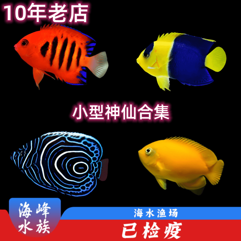 火焰仙蓝红闪电黄新娘石美人蓝纹小型神仙鱼合集观赏鱼海水鱼活体