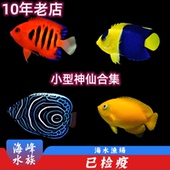 火焰仙蓝闪电黄新娘石美人蓝圈蓝纹小型神仙鱼观赏鱼海水鱼活体