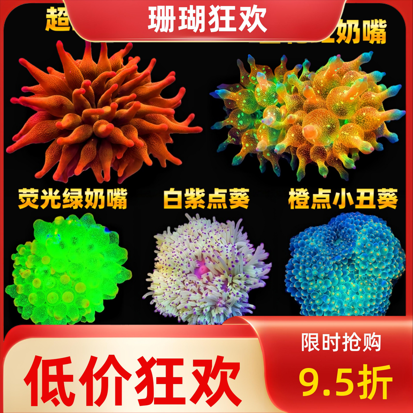 红奶嘴绿奶嘴海葵小丑鱼共生地毯白紫点葵红肚葵海水鱼缸珊瑚活体